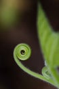 Tendril Royalty Free Stock Photo