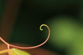 Tendril - background Royalty Free Stock Photo