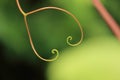 Tendril - background Royalty Free Stock Photo