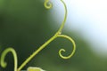 Tendril - background Royalty Free Stock Photo