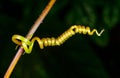 A tendril of a climbing plant that did not catch on a support and curled into a spiral Royalty Free Stock Photo