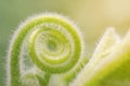 Tendril of green climbing plant growing in a spiral form. Royalty Free Stock Photo