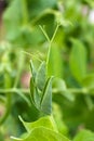 Tendril of green pea