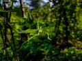 This is a tendril, a tendril is a specialized stem, leaves or petiole with a threadlike shape that is used by climbing plants for