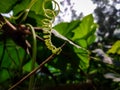 This is a tendril, a tendril is a specialized stem, leaves or petiole with a threadlike shape that is used by climbing plants for