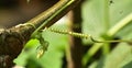 Tendril from a vine entangled around a twig of another plant