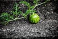 tendril of a young watermelon with small fruit