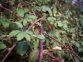 Tendrils of a blackberry bush in winter. Royalty Free Stock Photo