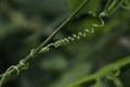 Tendrils of climbing plants that grow wild in nature.