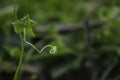 Tendrils of climbing plants that grow wild in nature.