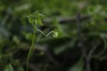 Tendrils of climbing plants that grow wild in nature.