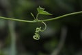 Tendrils of climbing plants that grow wild in nature.