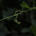 Tendrils of climbing plants that grow wild in nature.