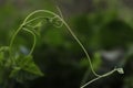 Tendrils of climbing plants that grow wild in nature.