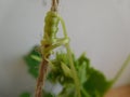 Tendrils of cucumber shoots cling to a rope support on a blurred background, macro Royalty Free Stock Photo