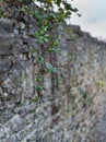 Tendrils of a rose bush hang from a medieval wall. Royalty Free Stock Photo