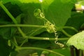 Tendrils of vine vegetable in cucurbits