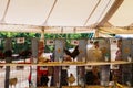 Rows of Chickens in cages at agricultural show