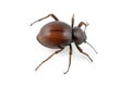 Tenebrionid beetle Royalty Free Stock Photo