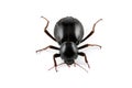 Tenebrionid beetle Royalty Free Stock Photo
