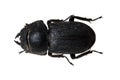 Tenebrionid Beetle Royalty Free Stock Photo