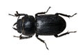 Tenebrionid Beetle Royalty Free Stock Photo