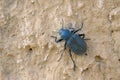 Tenebrionidae beetle Royalty Free Stock Photo