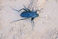 Tenebrionidae beetle Royalty Free Stock Photo