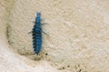 Tenebrionidae larva Royalty Free Stock Photo