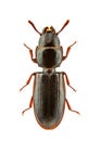 Tenebroides fuscus