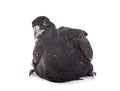 Tenebrosus pheasant in studio Royalty Free Stock Photo