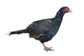 Tenebrosus pheasant in studio Royalty Free Stock Photo