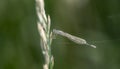 Teneral Familiar Bluet Damselfly Enallagma civile Perched on Vegetation in Northern Colorado Royalty Free Stock Photo