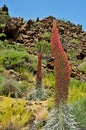 Tenerife bugloss in Teide National Park, Spain Royalty Free Stock Photo