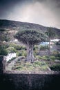 Tenerife famous dragon Tree, Dracaena draco or Drago in Icod de Royalty Free Stock Photo