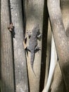 Tenerife Gecko Lizard Royalty Free Stock Photo