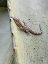 Tenerife Gecko Lizard Royalty Free Stock Photo