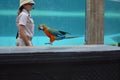 Tenerife, Spain 03.20.2018: Prezentation of parrots in the Jungle park, as a zoological centre Royalty Free Stock Photo