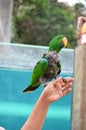 Tenerife, Spain 03.20.2018: Prezentation of parrots in the Jungle park, as a zoological centre Royalty Free Stock Photo