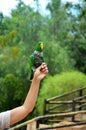 Tenerife, Spain 03.20.2018: Prezentation of parrots in the Jungle park, as a zoological centre Royalty Free Stock Photo