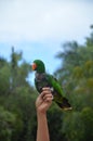 Tenerife, Spain 03.20.2018: Prezentation of parrots in the Jungle park, as a zoological centre Royalty Free Stock Photo