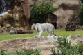 White tiger at Loro Park , Loro Parque, Tenerife, Canary Islands, Spain