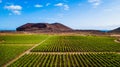 Tenerife vineyard panorama from drone. Beautiful landscape of stright rows, lines pattern, blue sky and sea at the horizon