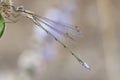 Tengere pantserjuffer, Small Spreadwing, Lestes virens