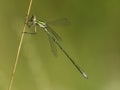 Tengere pantserjuffer, Small Spreadwing, Lestes virens