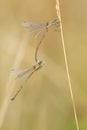 Tengere pantserjuffer, Small Spreadwing, Lestes virens