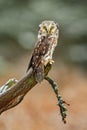 Tengmalm`s Owl - Aegolius funereus