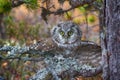 Tengmalm`s owl is typical inhabitant of taiga