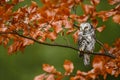 Tengmalm`s Owl - Aegolius funereus