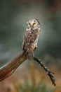 Tengmalm`s Owl - Aegolius funereus